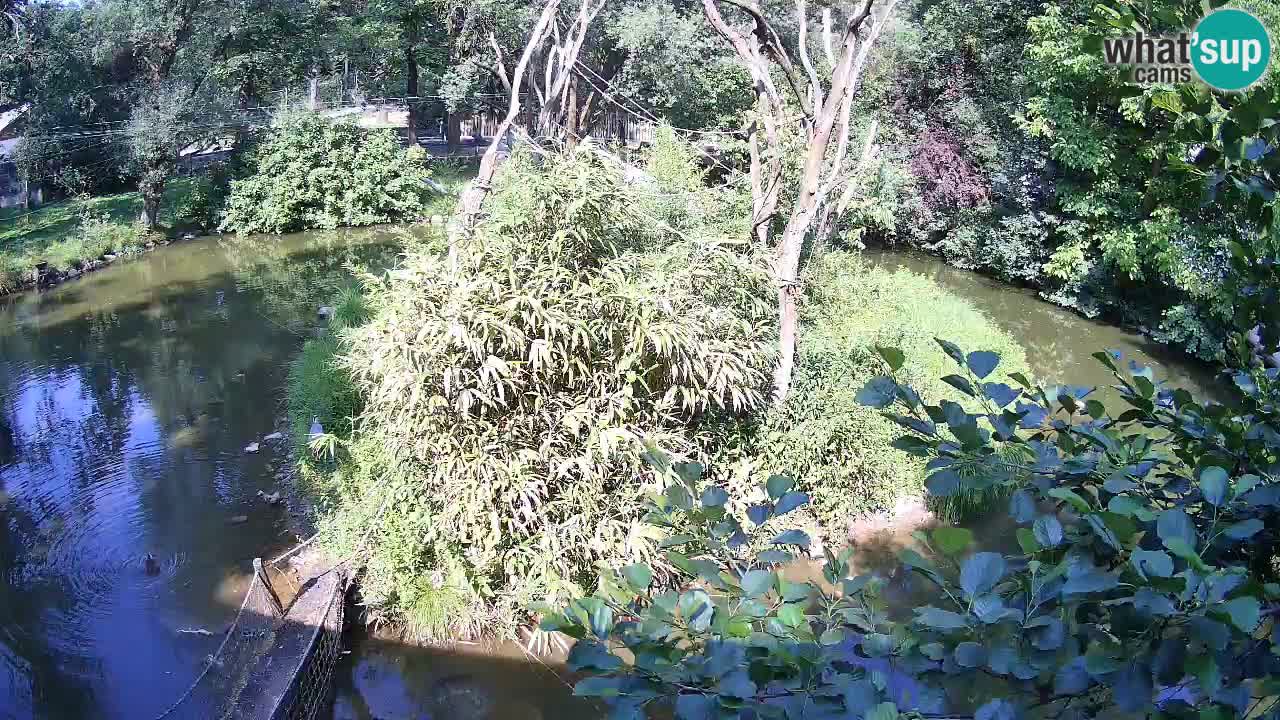Yellow-cheeked gibbon Zoo Ljubljana livecam