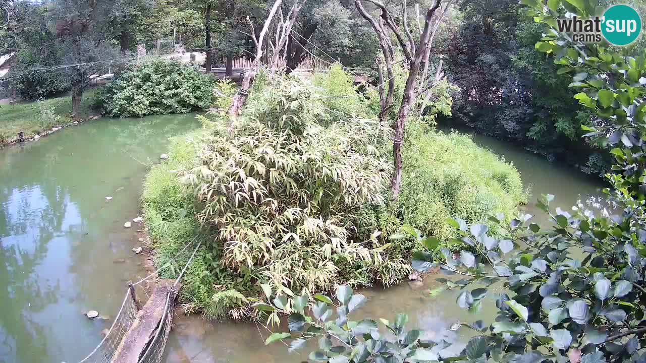Yellow-cheeked gibbon Zoo Ljubljana livecam