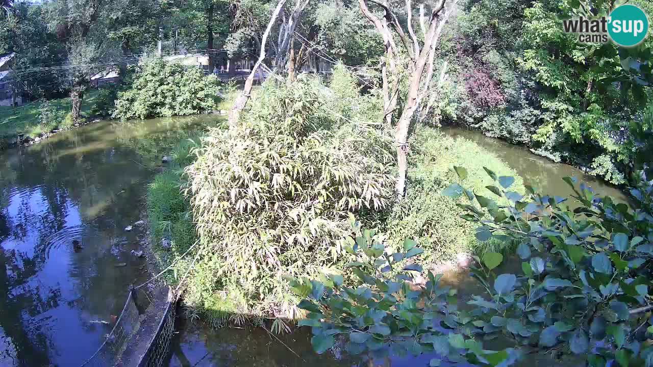 Yellow-cheeked gibbon Zoo Ljubljana livecam