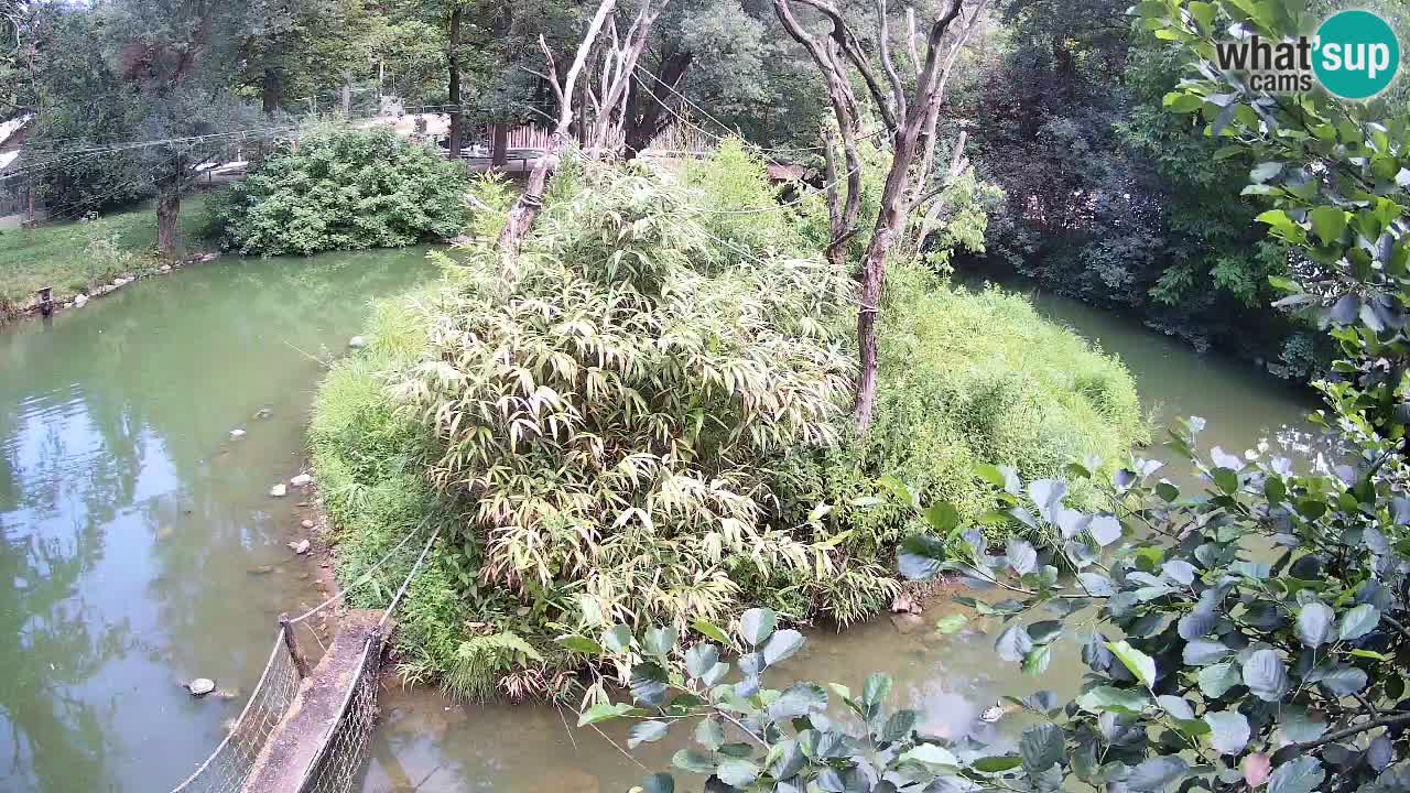 Südlicher Gelbwangen-Schopfgibbon Zoo Ljubljana webcam