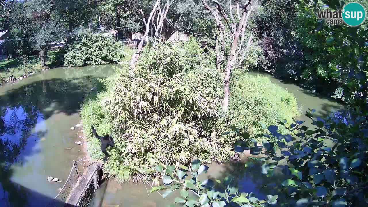 Südlicher Gelbwangen-Schopfgibbon Zoo Ljubljana webcam