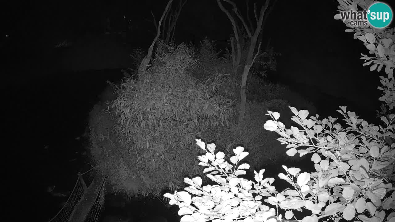 Yellow-cheeked gibbon Zoo Ljubljana livecam