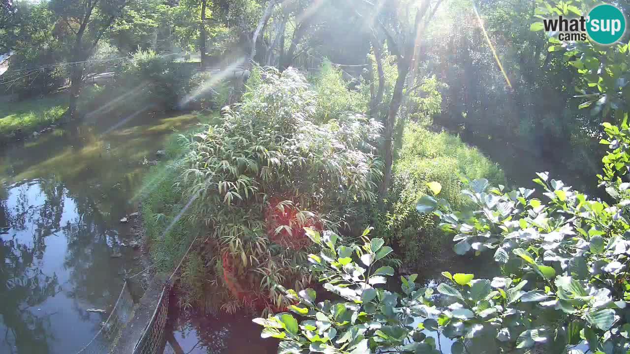 Yellow-cheeked gibbon Zoo Ljubljana livecam