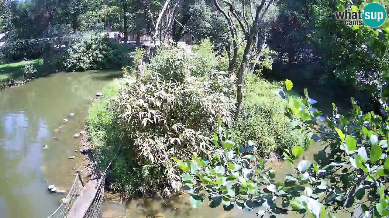 Yellow-cheeked gibbon Zoo Ljubljana livecam