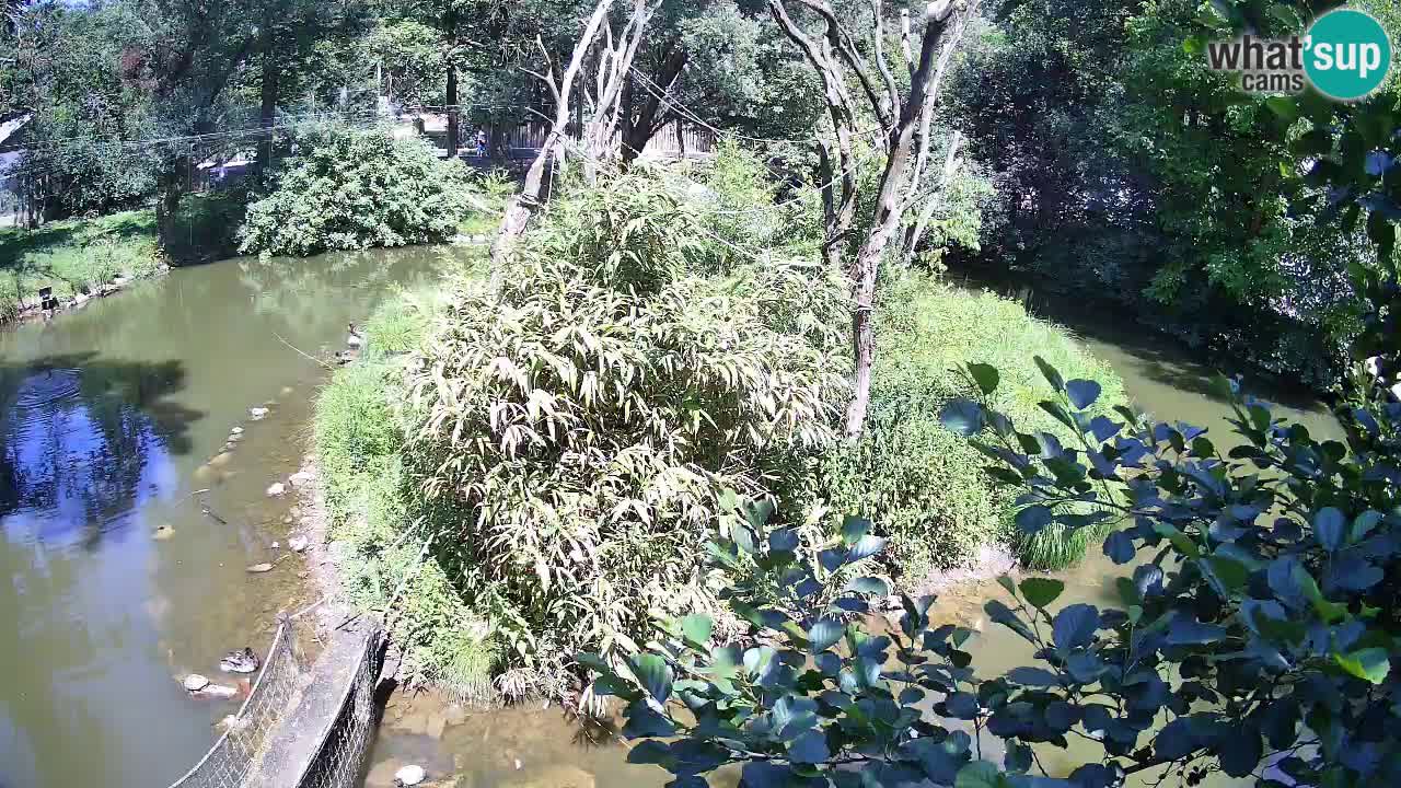 Yellow-cheeked gibbon Zoo Ljubljana livecam