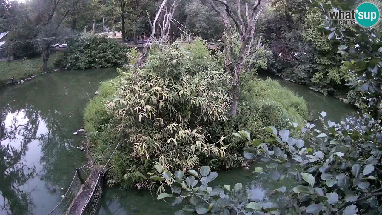 Südlicher Gelbwangen-Schopfgibbon Zoo Ljubljana webcam