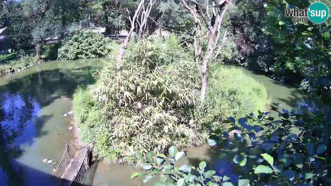 Gibbon à joues jaunes Zoo Ljubljana live cam