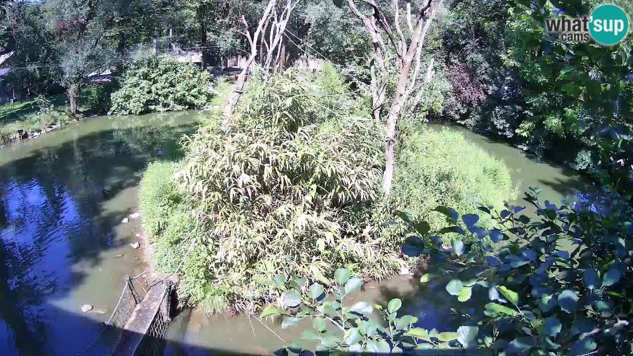 Südlicher Gelbwangen-Schopfgibbon Zoo Ljubljana webcam