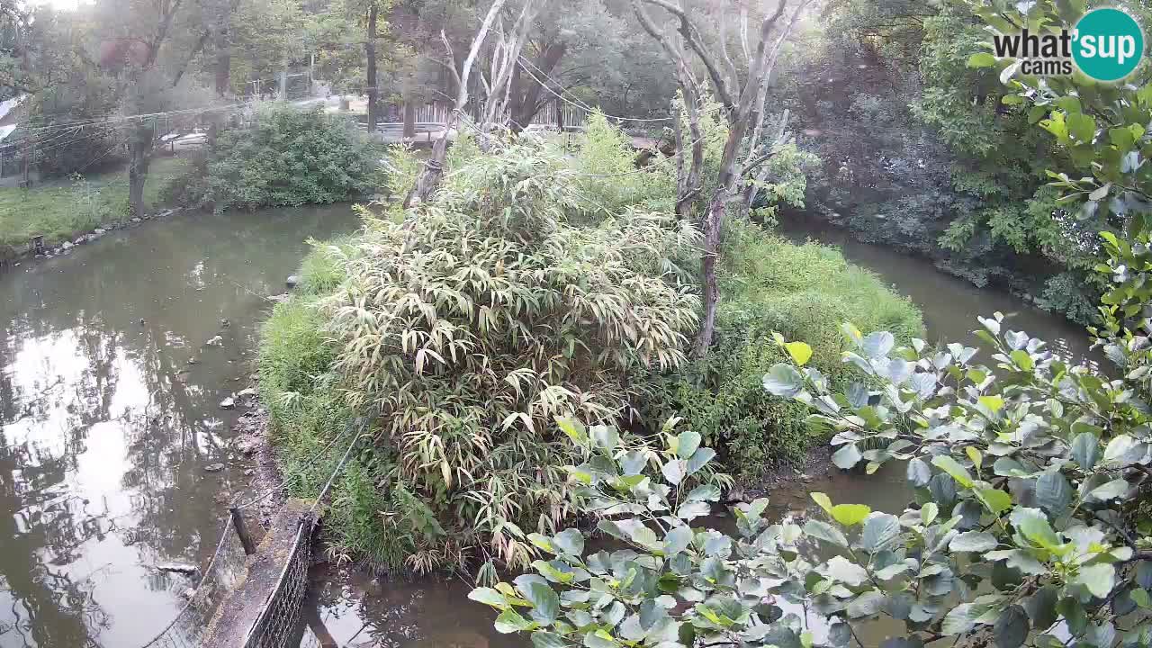 Yellow-cheeked gibbon Zoo Ljubljana livecam