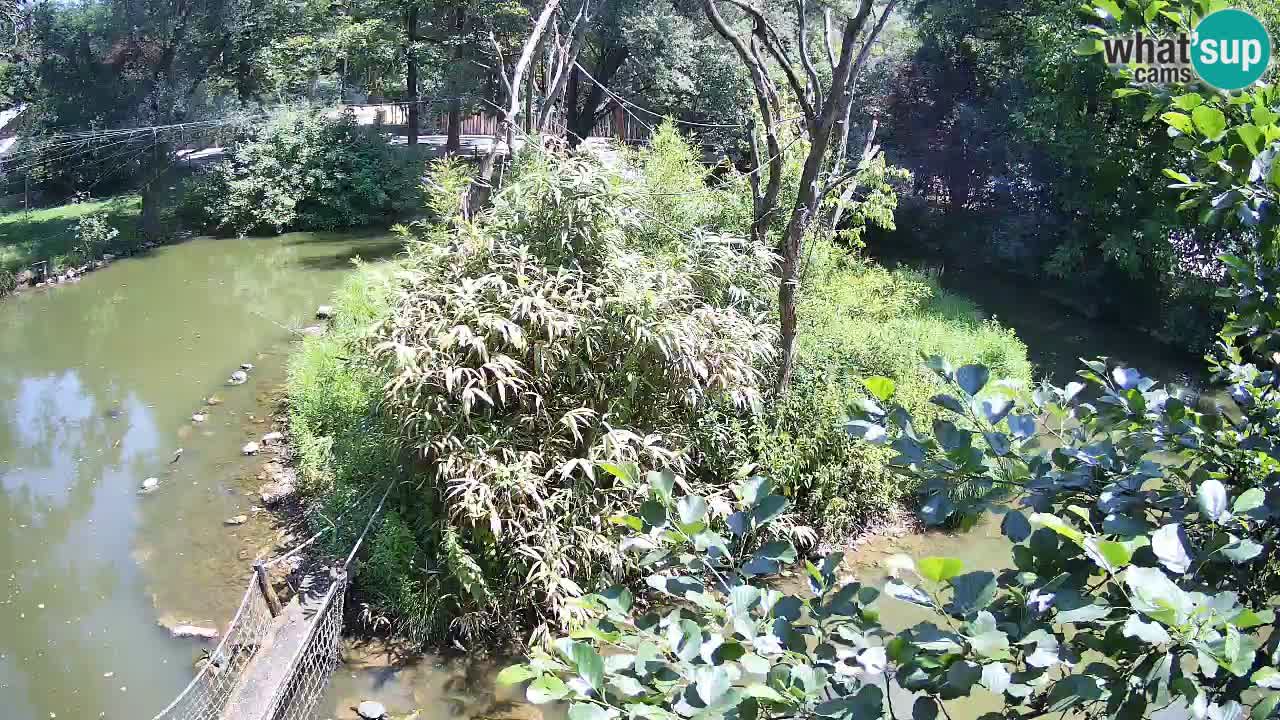 Südlicher Gelbwangen-Schopfgibbon Zoo Ljubljana webcam