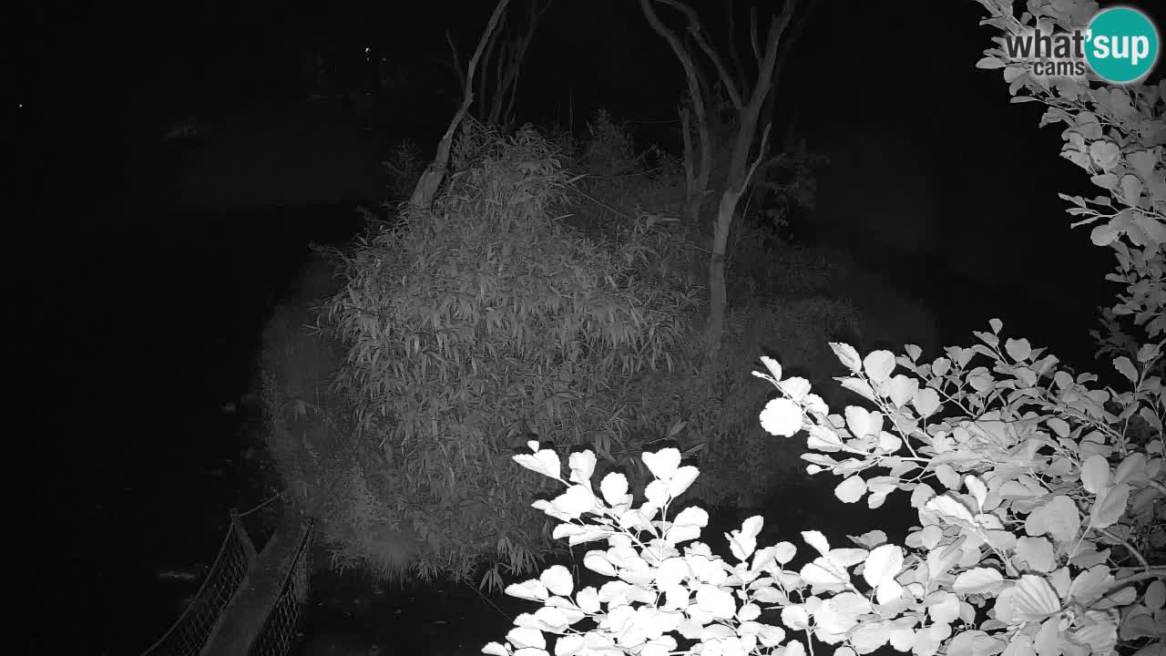 Gibbon à joues jaunes Zoo Ljubljana live cam