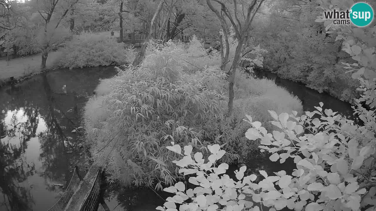 Südlicher Gelbwangen-Schopfgibbon Zoo Ljubljana webcam