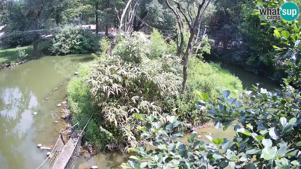 Yellow-cheeked gibbon Zoo Ljubljana livecam