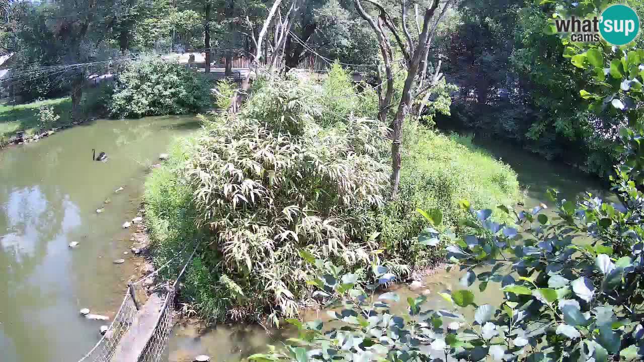 Yellow-cheeked gibbon Zoo Ljubljana livecam