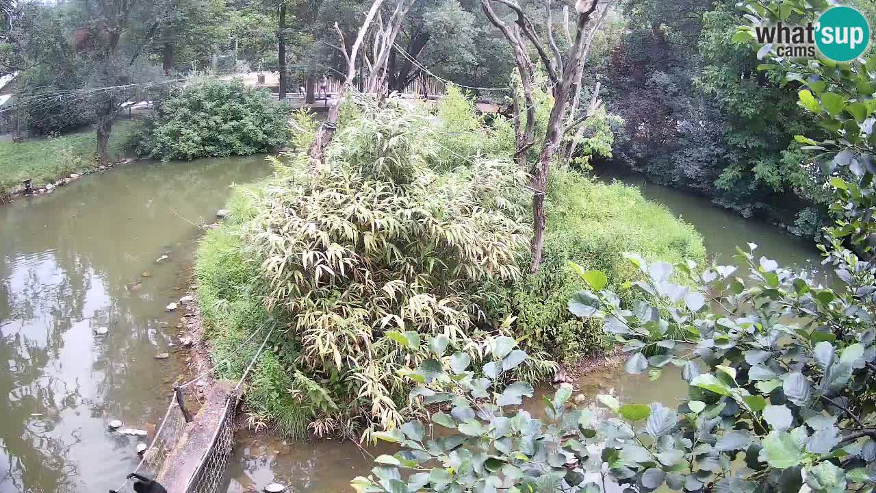 Yellow-cheeked gibbon Zoo Ljubljana livecam