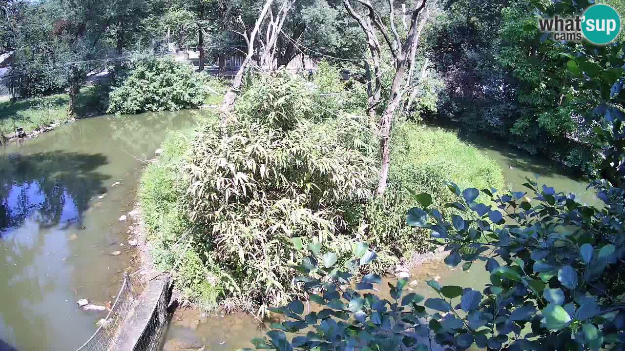 Südlicher Gelbwangen-Schopfgibbon Zoo Ljubljana webcam