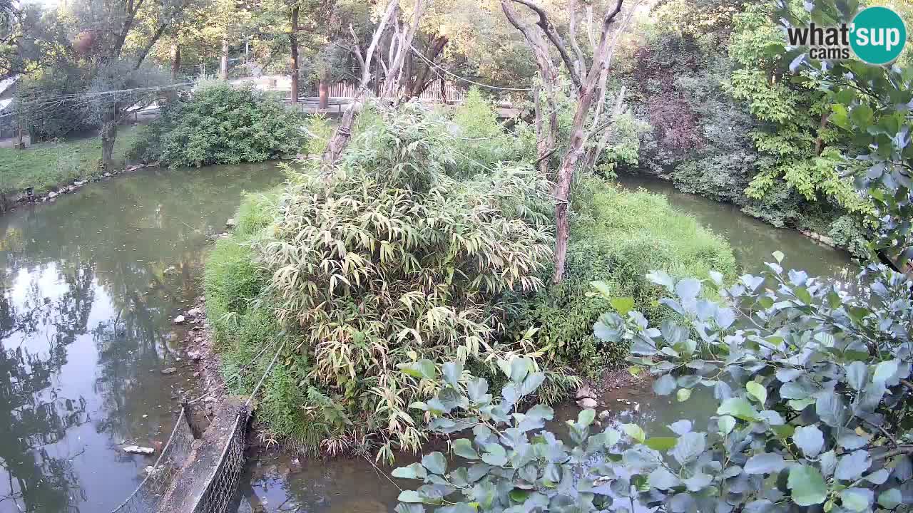Südlicher Gelbwangen-Schopfgibbon Zoo Ljubljana webcam