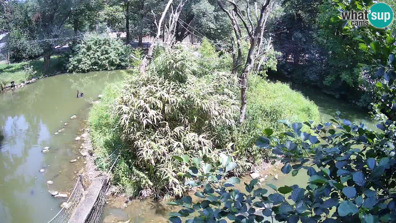 Yellow-cheeked gibbon Zoo Ljubljana livecam