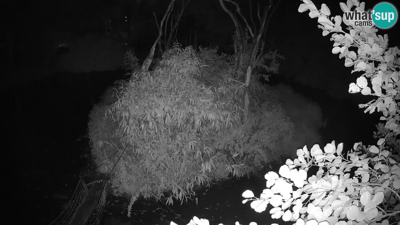 Yellow-cheeked gibbon Zoo Ljubljana livecam
