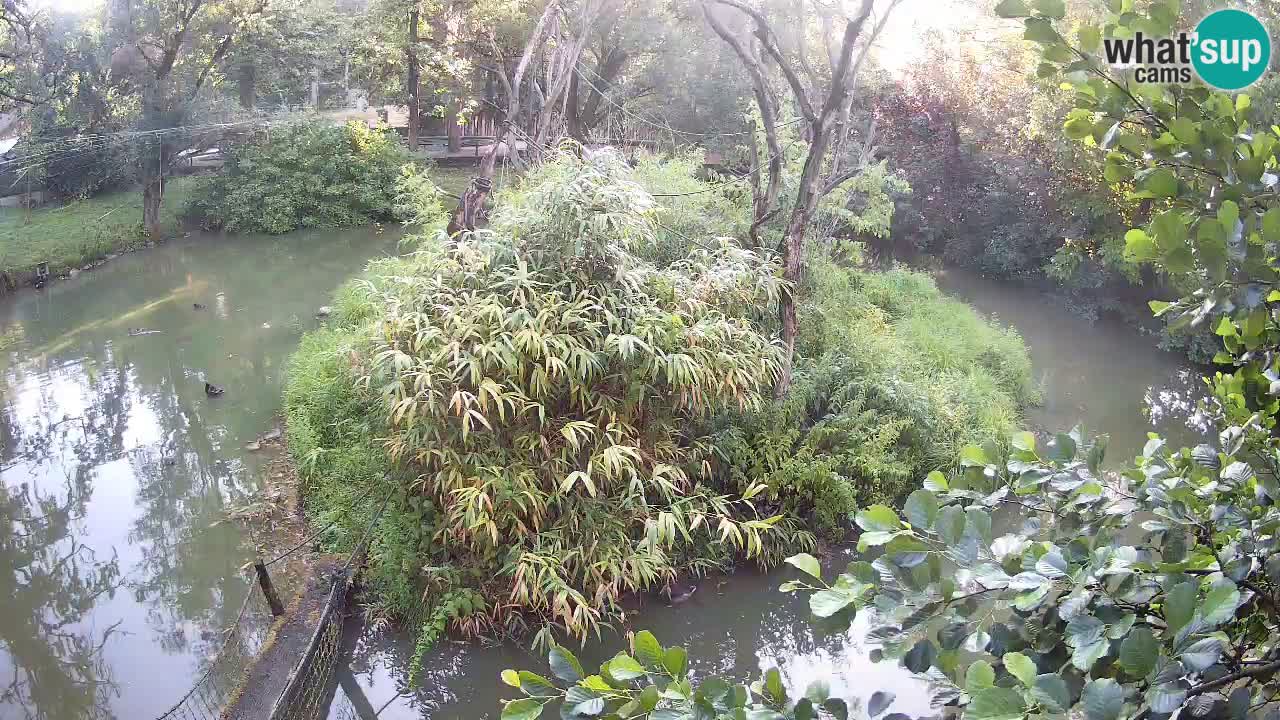 Yellow-cheeked gibbon Zoo Ljubljana livecam