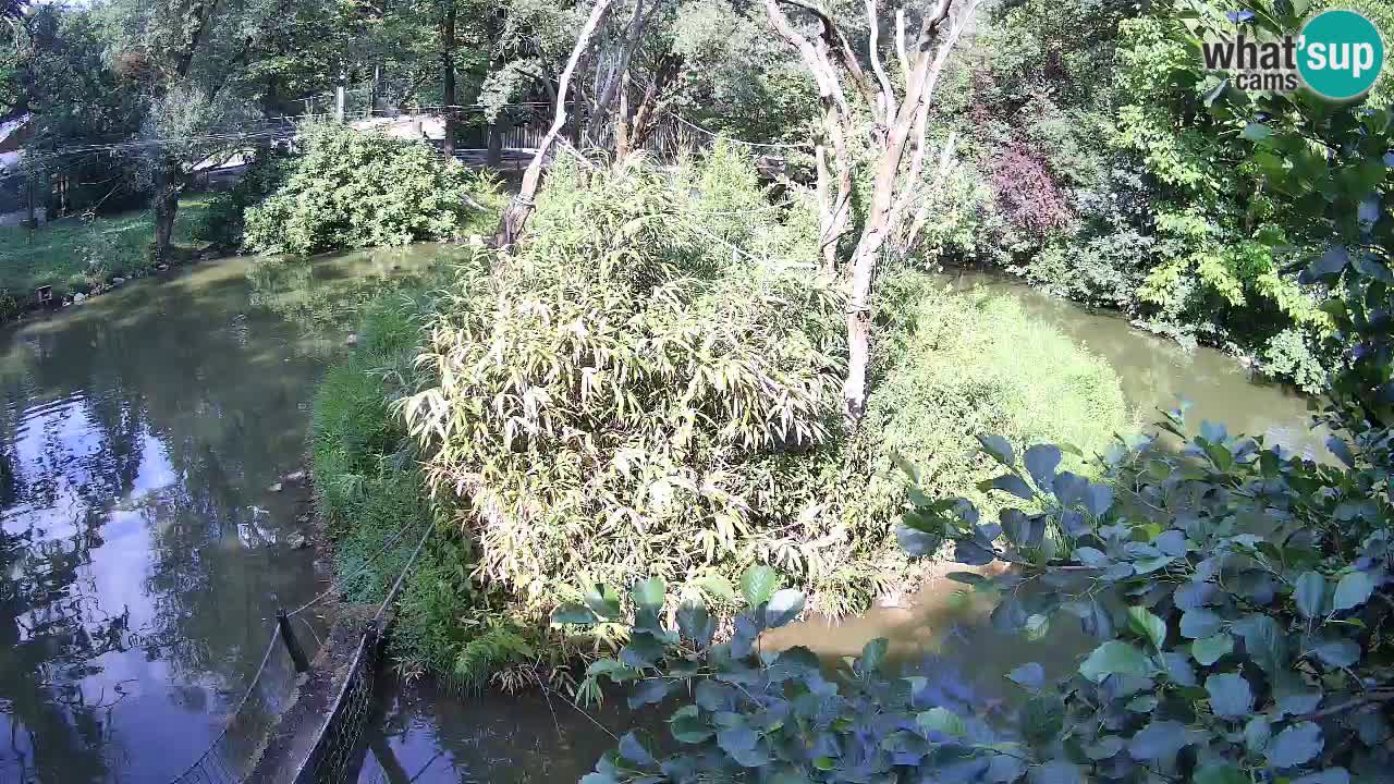 Yellow-cheeked gibbon Zoo Ljubljana livecam