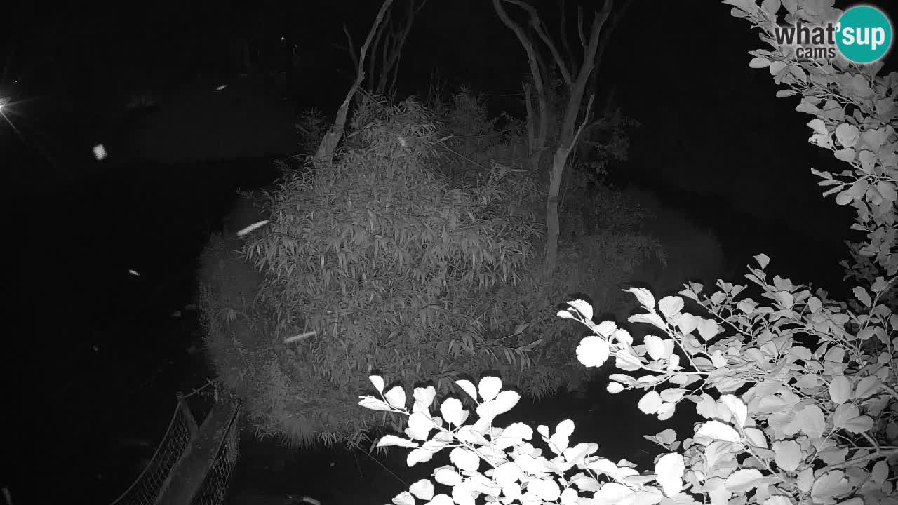 Yellow-cheeked gibbon Zoo Ljubljana livecam
