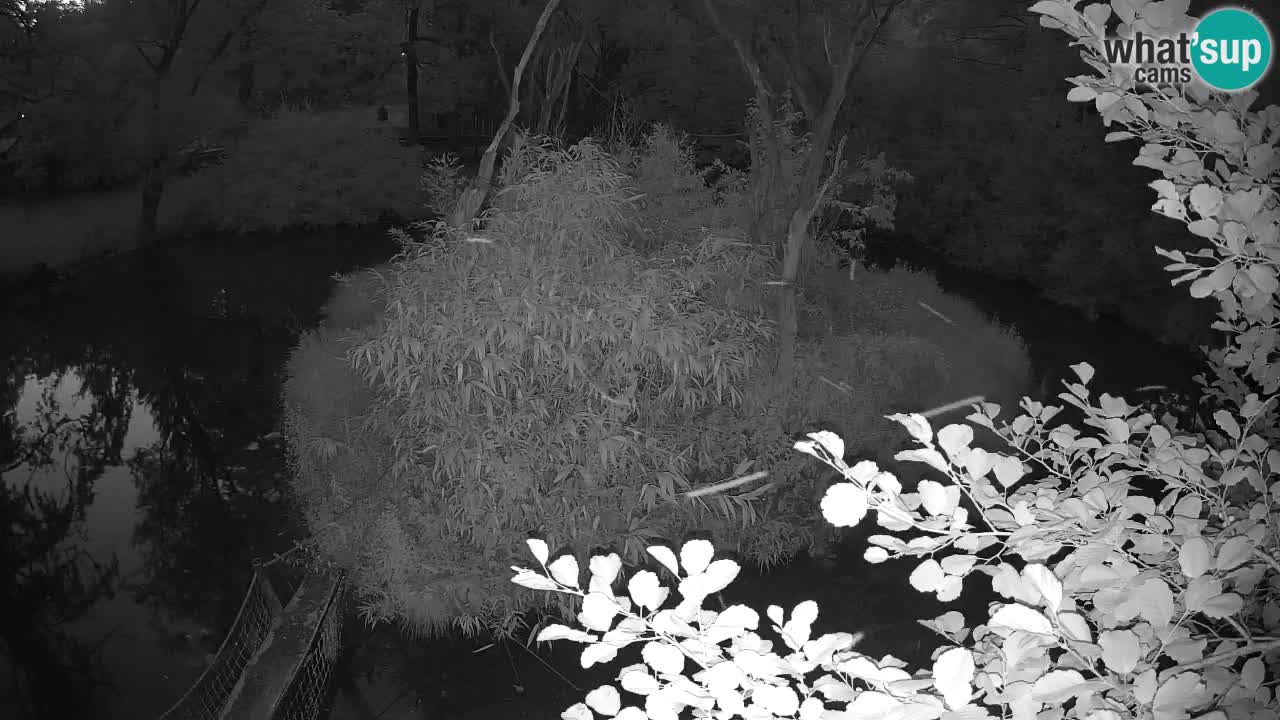 Yellow-cheeked gibbon Zoo Ljubljana livecam