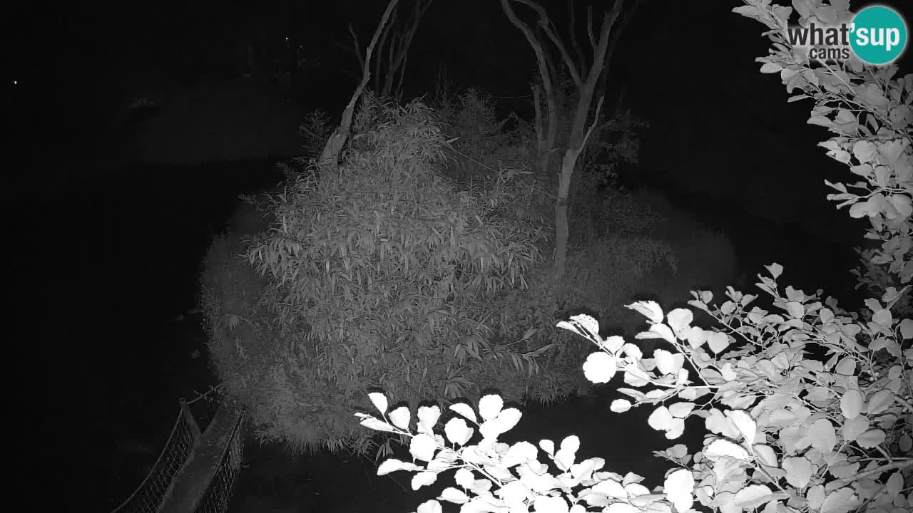 Südlicher Gelbwangen-Schopfgibbon Zoo Ljubljana webcam
