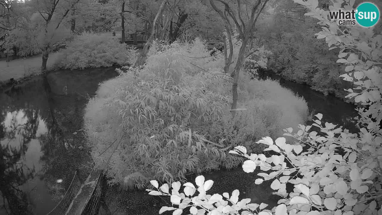 Gibbone dalle guance rosa nello ZOO di Ljubljana