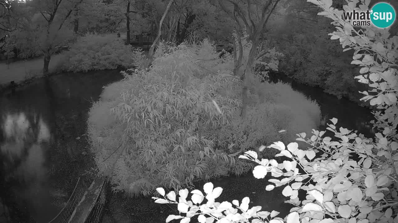 Südlicher Gelbwangen-Schopfgibbon Zoo Ljubljana webcam