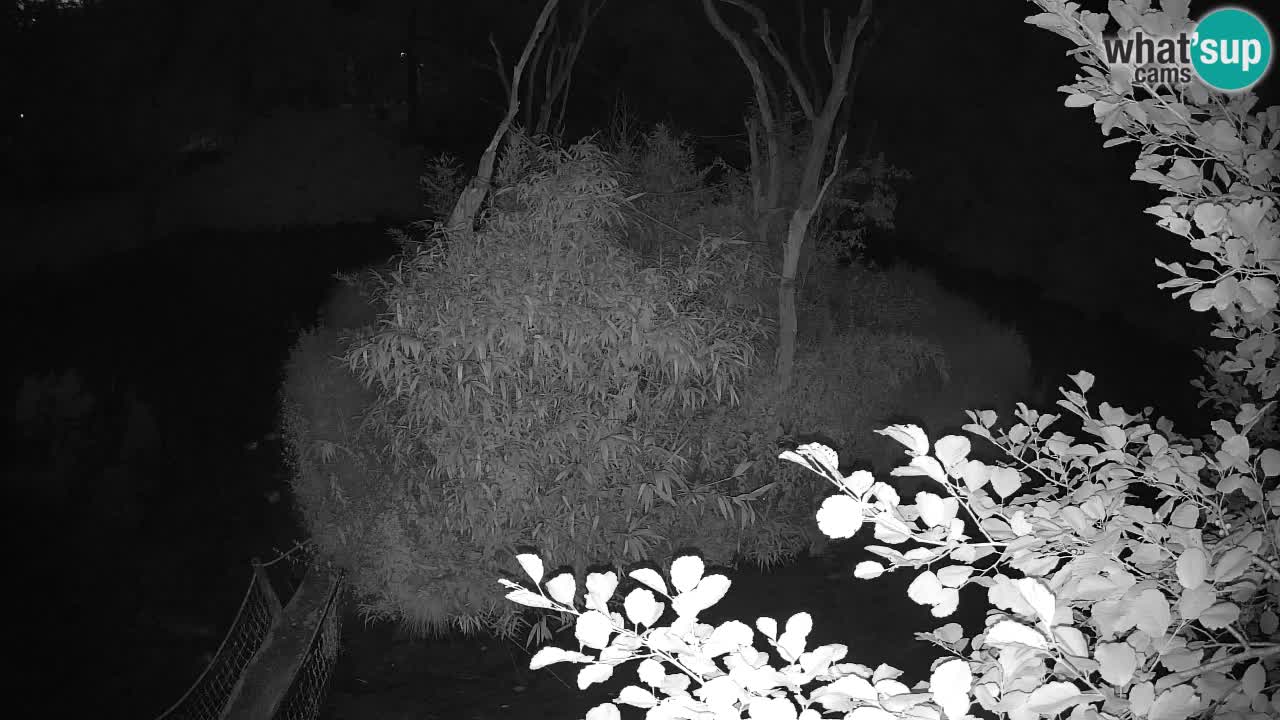 Yellow-cheeked gibbon Zoo Ljubljana livecam