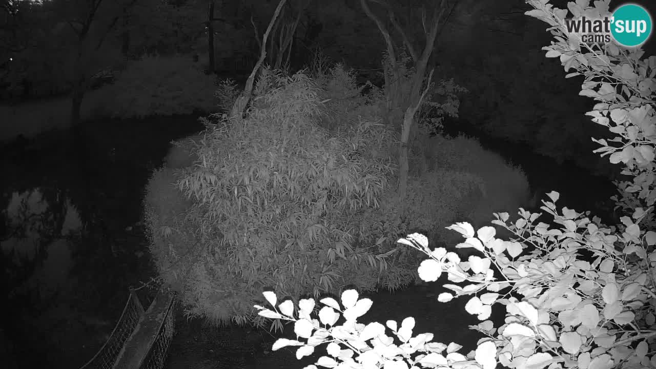 Gibbon à joues jaunes Zoo Ljubljana live cam