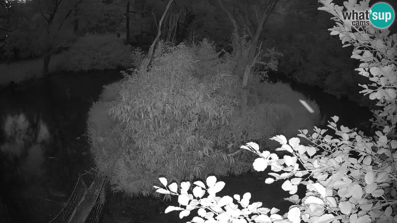 Gibon – Nomascus gabriellae – Zoo Ljubljana web kamera