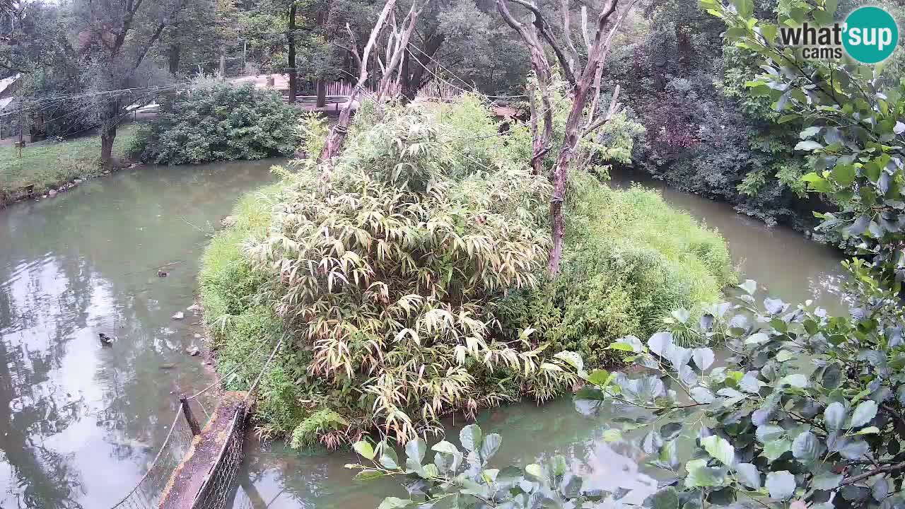 Yellow-cheeked gibbon Zoo Ljubljana livecam