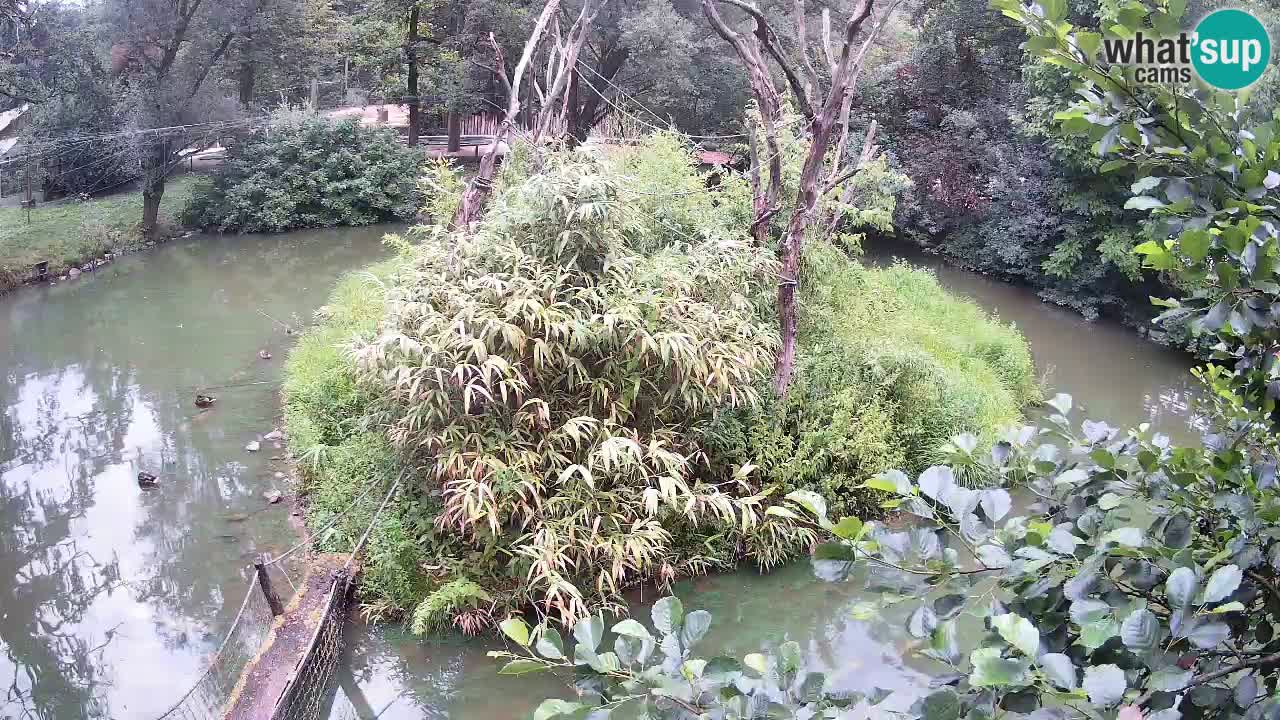 Yellow-cheeked gibbon Zoo Ljubljana livecam