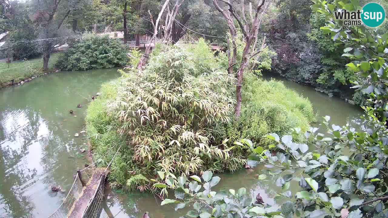 Gibbon à joues jaunes Zoo Ljubljana live cam