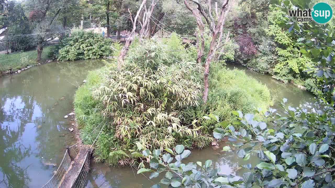 Südlicher Gelbwangen-Schopfgibbon Zoo Ljubljana webcam