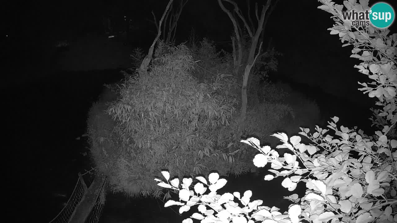 Yellow-cheeked gibbon Zoo Ljubljana livecam