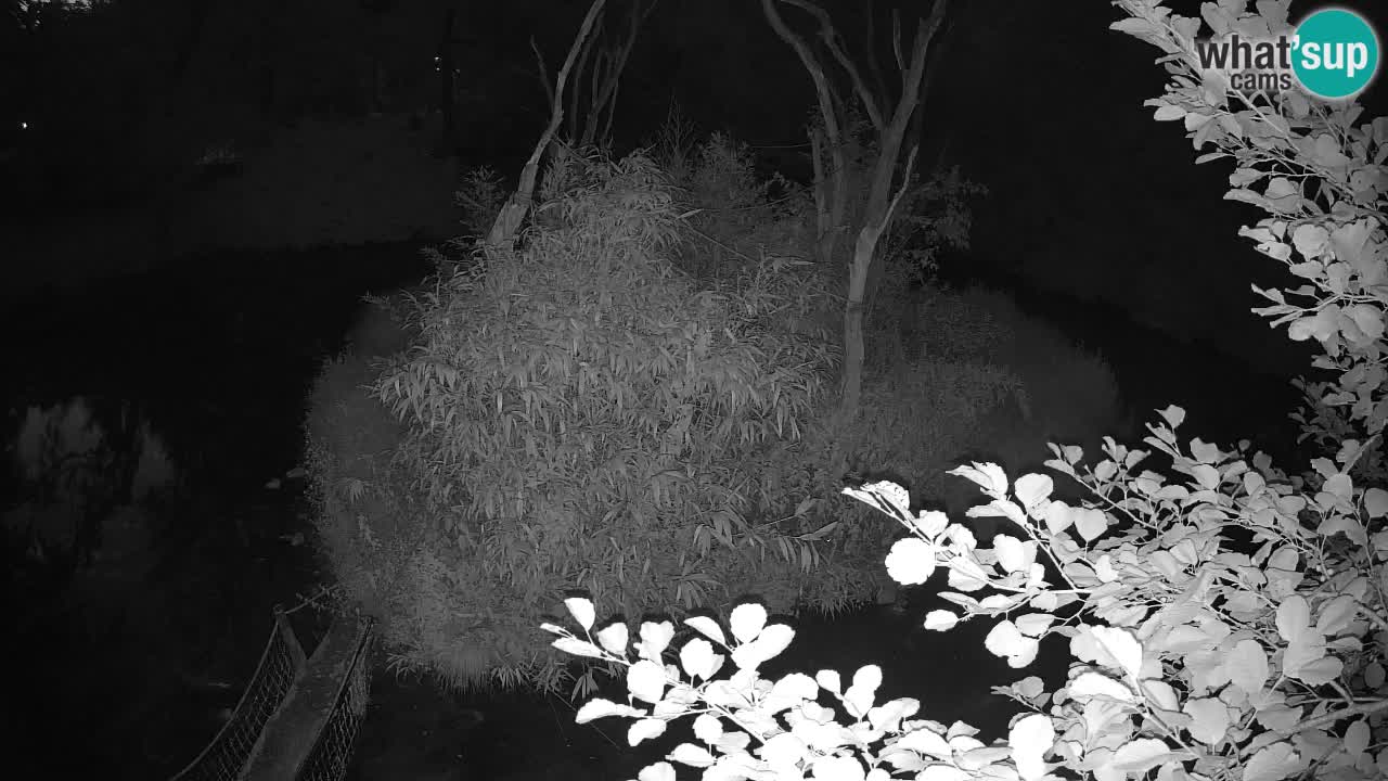 Yellow-cheeked gibbon Zoo Ljubljana livecam