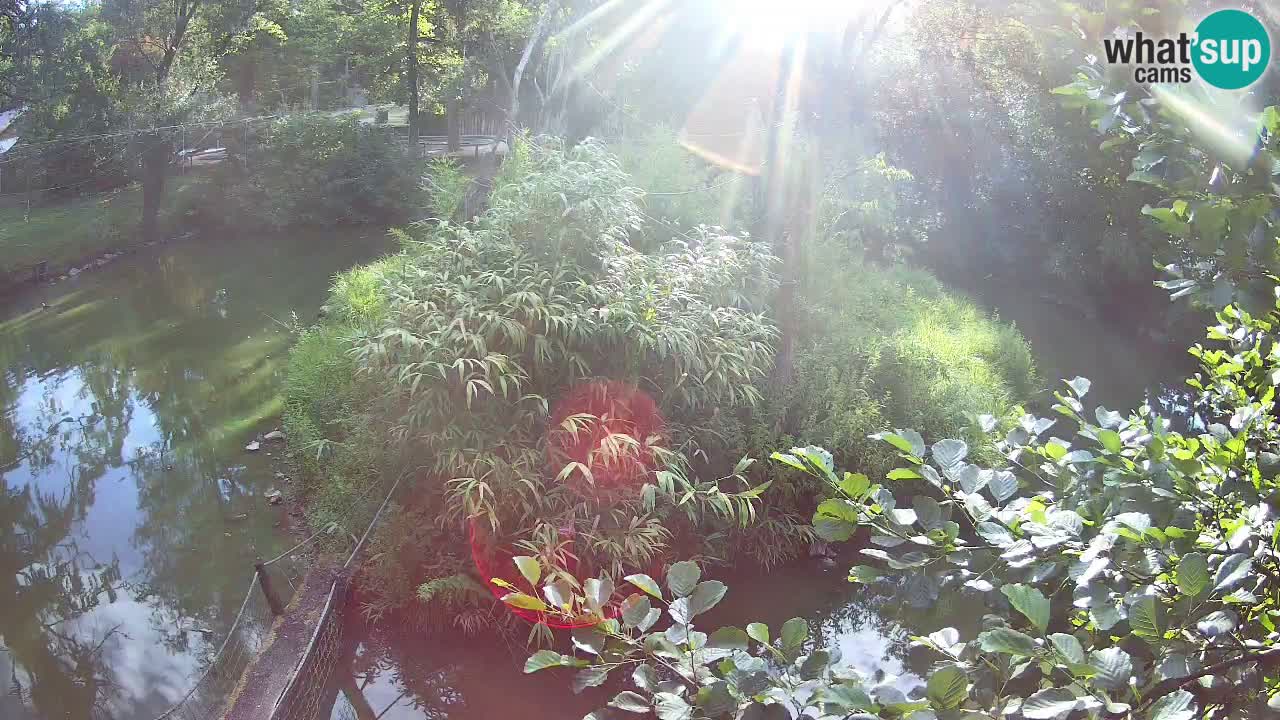 Südlicher Gelbwangen-Schopfgibbon Zoo Ljubljana webcam