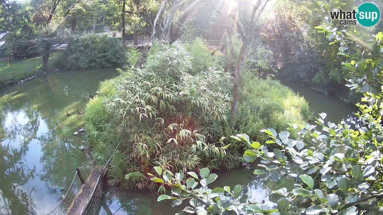 Südlicher Gelbwangen-Schopfgibbon Zoo Ljubljana webcam