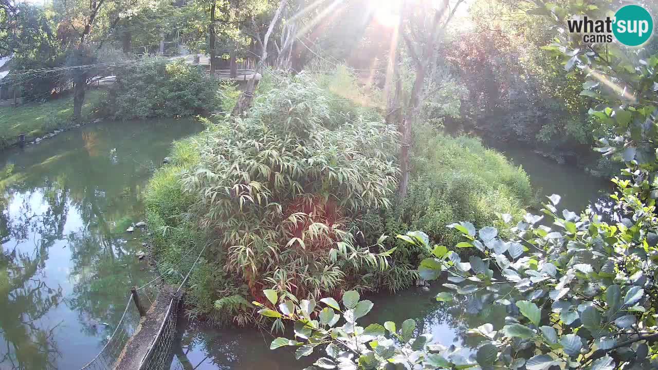 Yellow-cheeked gibbon Zoo Ljubljana livecam