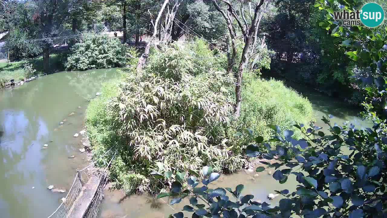 Südlicher Gelbwangen-Schopfgibbon Zoo Ljubljana webcam