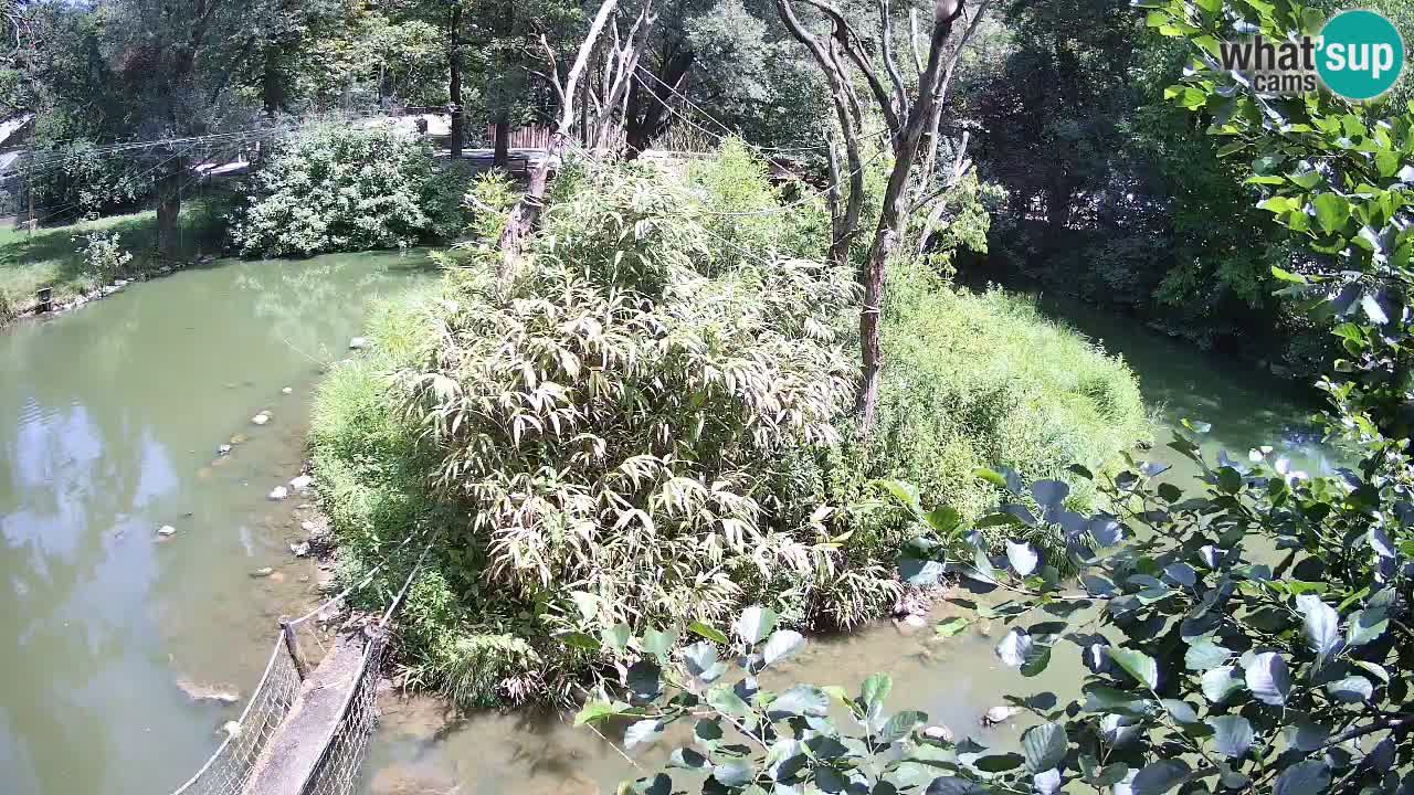 Yellow-cheeked gibbon Zoo Ljubljana livecam