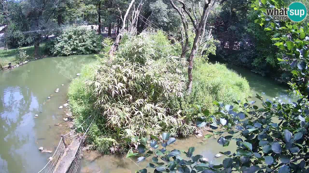 Südlicher Gelbwangen-Schopfgibbon Zoo Ljubljana webcam