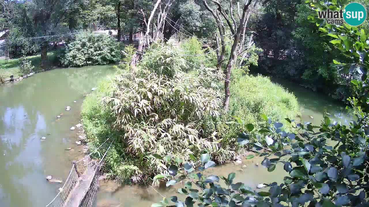 Gibbon à joues jaunes Zoo Ljubljana live cam