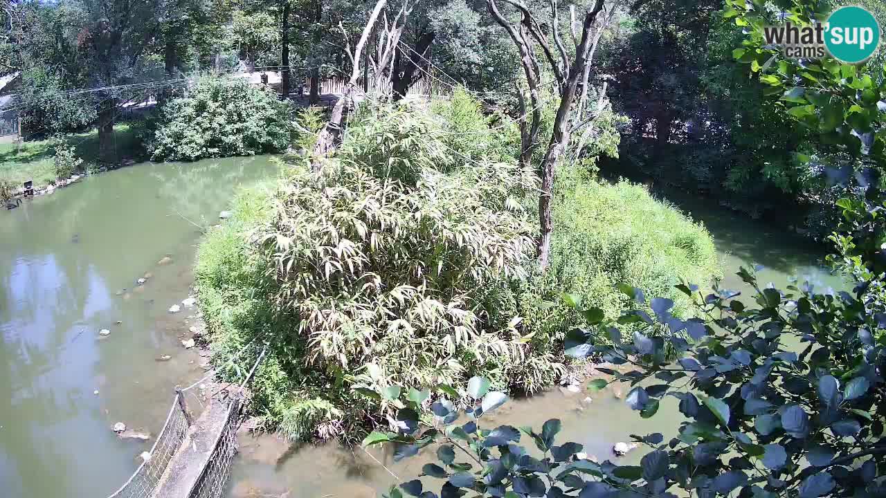 Südlicher Gelbwangen-Schopfgibbon Zoo Ljubljana webcam