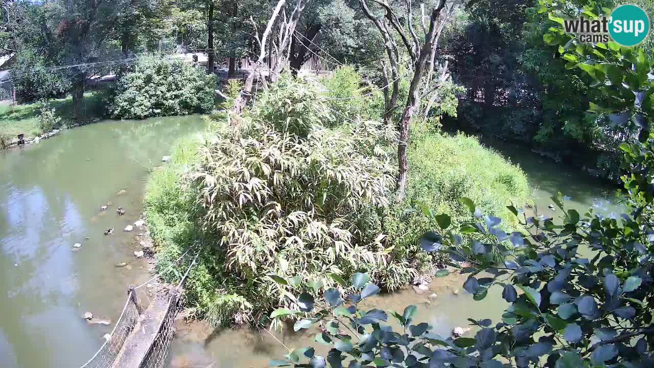 Südlicher Gelbwangen-Schopfgibbon Zoo Ljubljana webcam