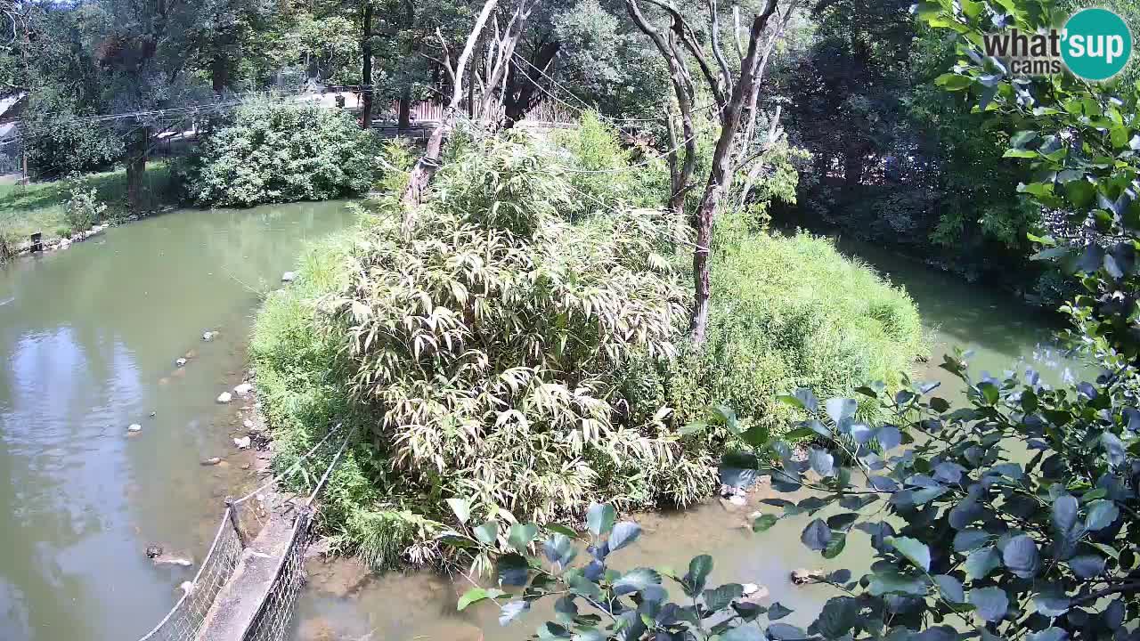 Südlicher Gelbwangen-Schopfgibbon Zoo Ljubljana webcam