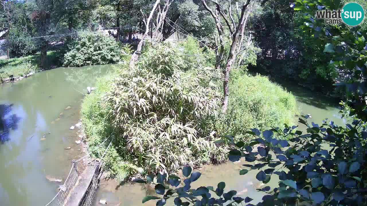 Südlicher Gelbwangen-Schopfgibbon Zoo Ljubljana webcam